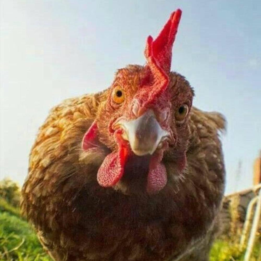 Meet your Posher, Tammy